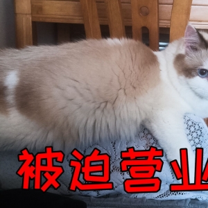 原来猫尾巴是声控的