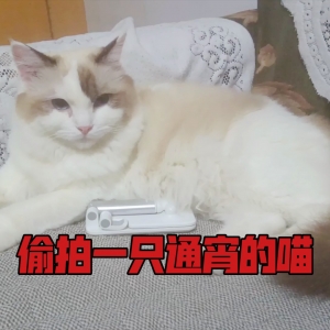 冒死偷拍一只通宵的喵