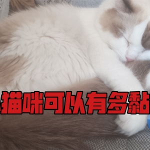 小猫咪到底可以有多黏人