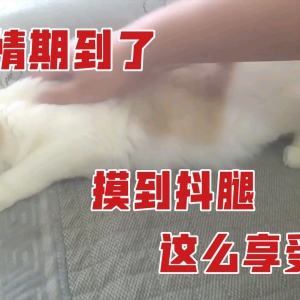 发情期太难顶，天天半夜叫