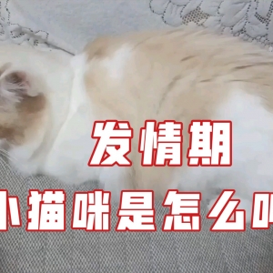 发情期的小猫咪是怎么叫的？