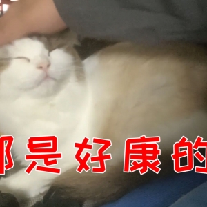 听说你们都想猫猫了，所以今天给你们多发点好康的