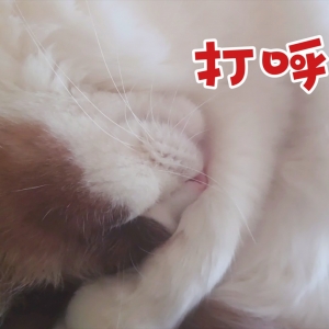 捕捉到一只打呼噜的小猫咪