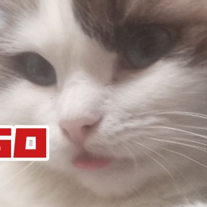 hso，给小猫咪拍屁原来是这种反应