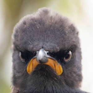 搞笑野生动物摄影超爆笑照片出炉：不为人知的一面