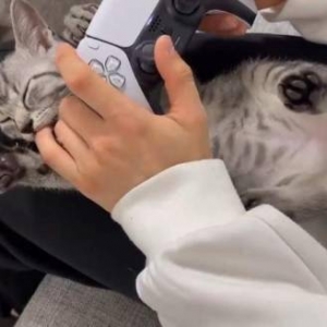 网友残酷二选一：PS5 vs 喵星人！不选择！我全都要