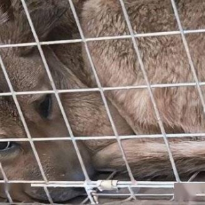 小狗掉50米深洞独自生活6年后被救出！网友：狗坚强