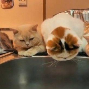 人气萌宠推主再整新活：买玻璃桌就为看到鄙视的脸？