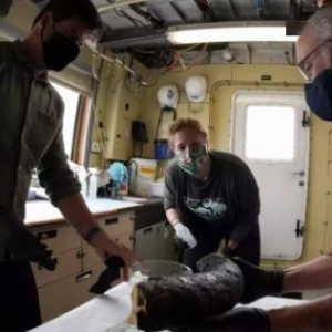 科学家新发现：超10万年猛犸象象牙现身3000米深海