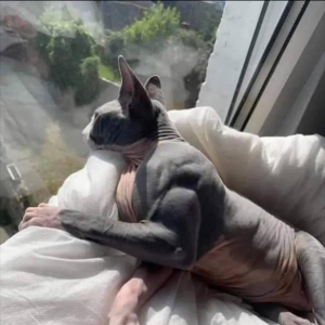 无毛猫因浑身充满肌肉而走红网络！主人却不为此开心