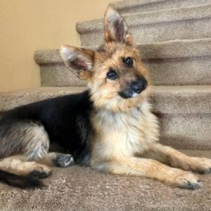 德牧“Ranger”因身材娇小走红：患有“垂体侏儒症”