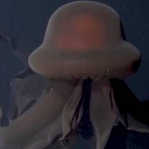 科学家发现超罕见巨型幻影水母：长达10米 超大口腕