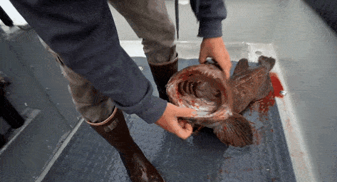 500颗牙的鱼你见过吗？生性暴躁面目狰狞 每天都要换牙