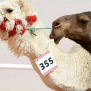 沙特阿拉伯骆驼节选美 40多头骆驼因整容被踢出比赛