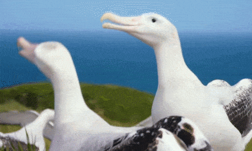 澡锅竟是铁锅炖自己的由来？奇葩冷知识又增加了