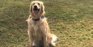 研究显示：汪星人平均能懂89个单词！相当于一岁婴儿