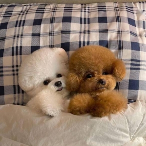 做什么都一起的贵宾与比熊：两团棉花糖的激萌日常