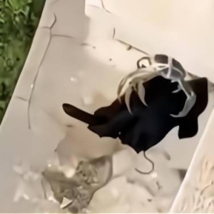 男子用绳吊着大闸蟹取掉下楼衣服 男子用绳吊着大闸蟹下楼取衣服 ...