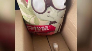 小伙拆三只松鼠快递箱发现一只仓鼠 三只松鼠快递箱拆出一只仓鼠 小伙拆三只松鼠零食快 ...