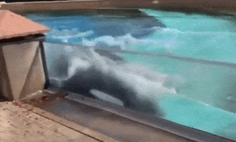 囚禁虎鲸Kiska42年致其自残！海洋公园已被告上法庭