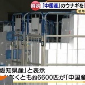 日本经销商将中国鳗鱼伪装成日产 造假五年才被发现