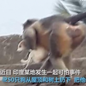 幼崽被狗咬死！印度猴子为了报复将全村250条狗摔死