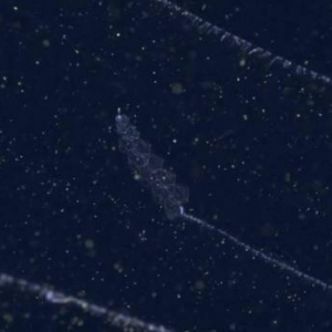 蒙特利湾水族馆研究所2021年珍稀深海生物摄影盘点