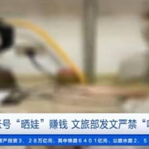 严禁啃娃！靠娃月入15万：孩子沦为父母“赚钱工具”