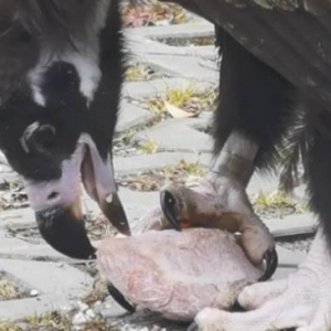 白食吃上瘾！受伤秃鹫治疗痊愈不肯走 每天吃10斤肉