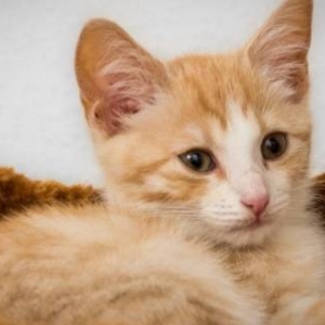 养一只猫狗到底要花多少钱？日本调查称约154万日元