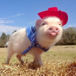 节庆感满满的《圣诞猪猪》开趴体：会被做成培根吗？