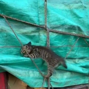 货运司机卸货时惊现活猫：呼吁不要发动物类快递