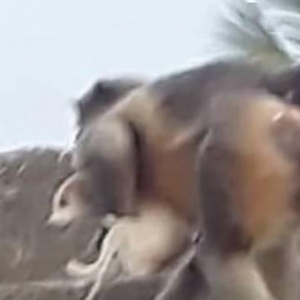 印度猴子为报复摔死250条狗后被抓 笼子中愤怒咆哮