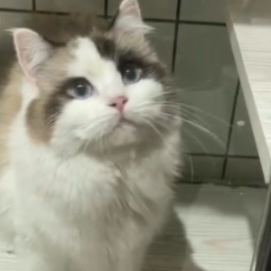 从小就不怕生的小猫咪