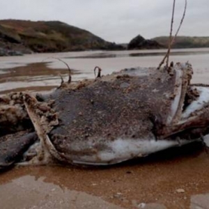 加州海岸频现千米之下的深海琵琶鱼：引科学家担忧