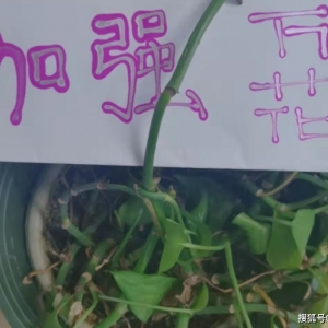 谁能扛得住?游戏玩家为加强门派,给主策划请了5个外国美女