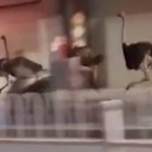 广西百只鸵鸟集体越狱街头狂奔 网友：我果然没喝多