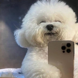 狗狗界小公主“百变表情比熊犬”一秒卖萌 一秒邪恶