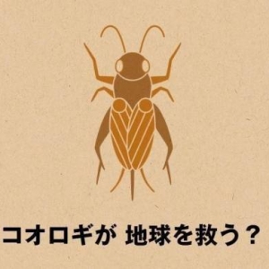 日本无印良品推出蟋蟀巧克力棒：昆虫营养丰富又环保