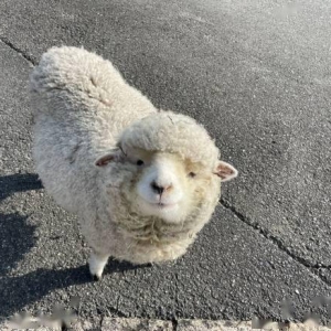 莫名治愈！羊咩咩下巴总是充满草渣：贪吃模样走红