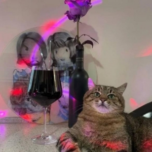 一只因眼神太拽而爆火的猫：早已厌倦纸醉金迷的生活