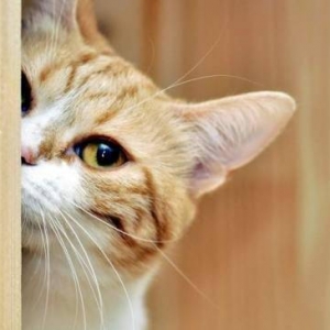 眼睛都要找花了！完全找不到喵星人的躲猫猫照片