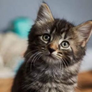 研究表明喵星人大脑逐渐萎缩：人类或为“罪魁祸首”