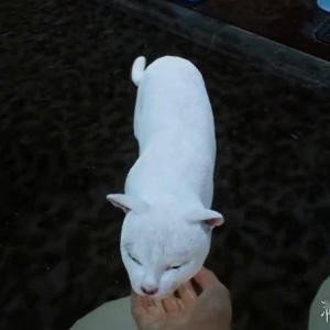 《幽灵线：东京》新演示《失落的方舟》IGN 8分