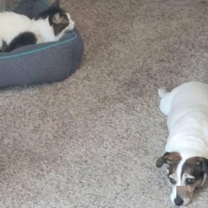 也不是没尝试！猫占狗巢：汪星人表情太委屈