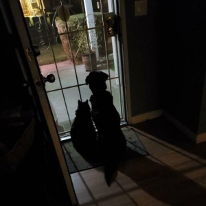 肉眼可见的亲密无间！总是毛小孩无意间治愈我们