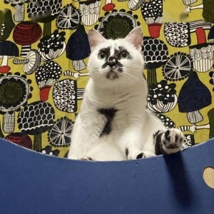 舞蹈婀娜多姿的喵星人！会跳舞的猫猫沙雕照欣赏