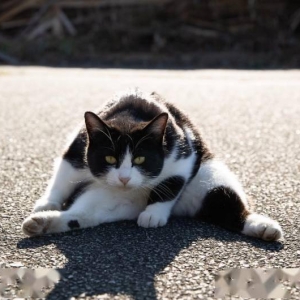 摄影师的奇妙捕捉！网友分享那些形象崩坏的喵星人