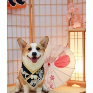 主人记录柯基的幸福生活！每天笑咪咪看了就觉得治愈