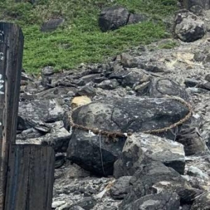 动漫走入现实？日本传说中封玉藻前的杀生石突然碎裂